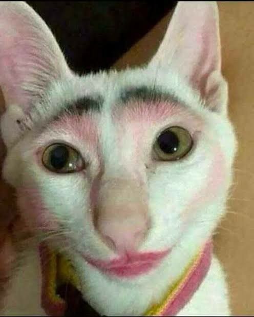 animated goofy cat