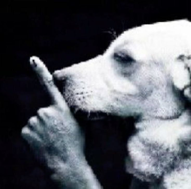 black wallpaper goofy ahh pictures