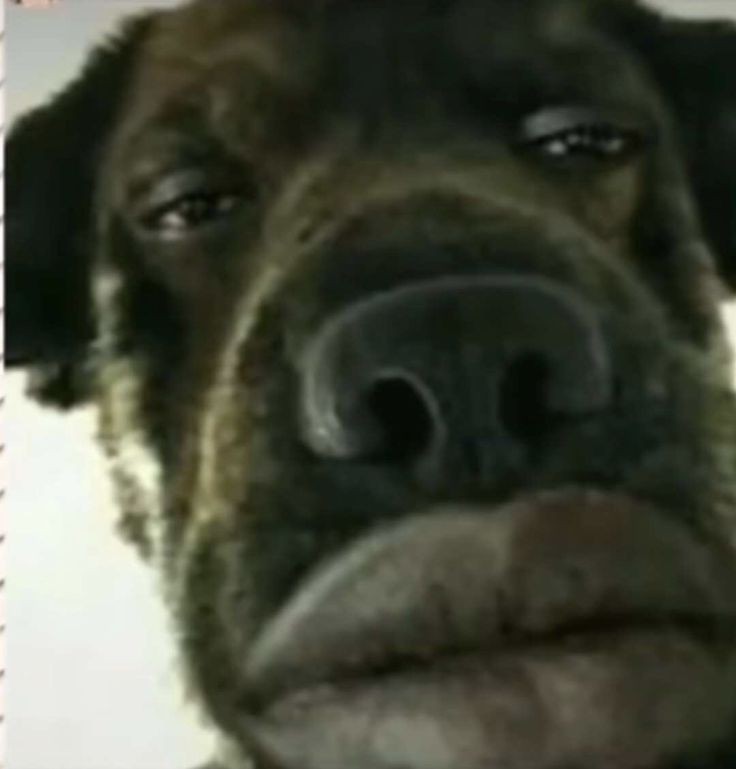 black wallpaper goofy ahh pictures