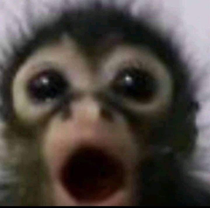 goofy ahh animal images