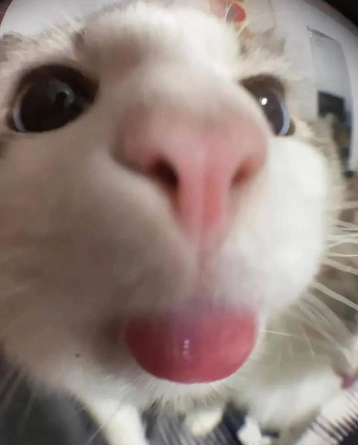 goofy ahh bald cat