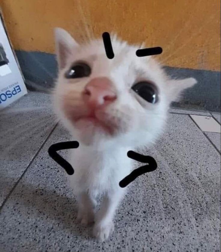 goofy ahh banana cat