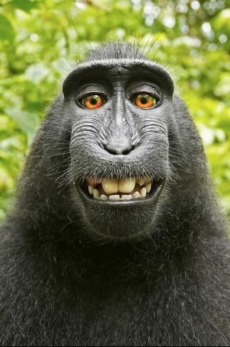 goofy ahh black monkey goofy ahh black monkey