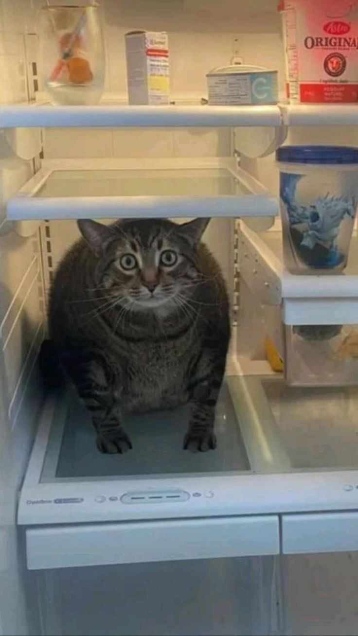 goofy ahh buff cat