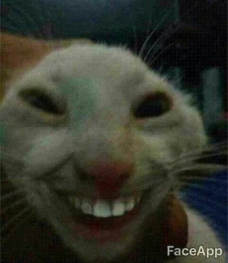 goofy ahh cat car