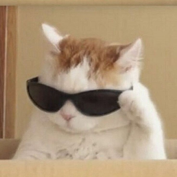 goofy ahh cat gif cute