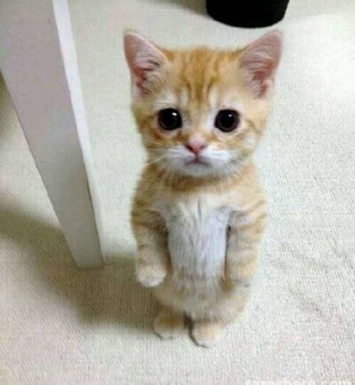 goofy ahh cat gif