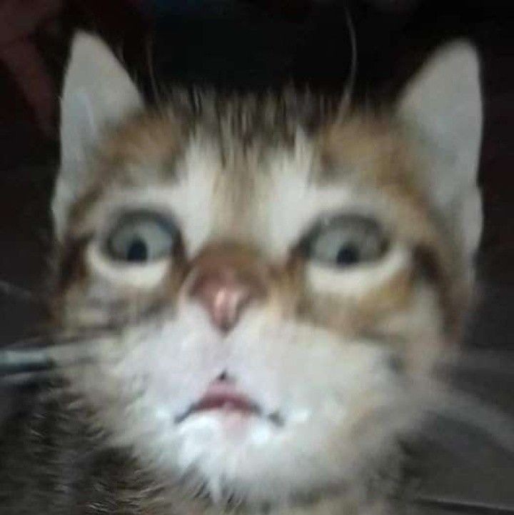 goofy ahh cat images