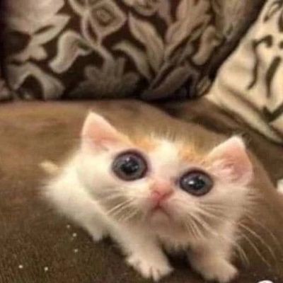 goofy ahh cat pictures
