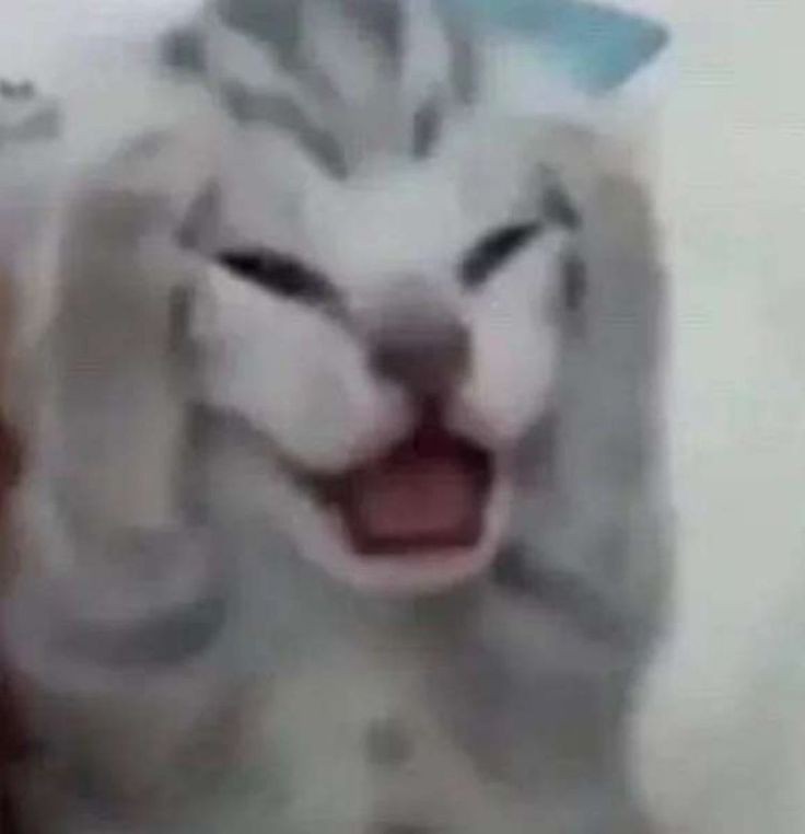 goofy ahh cat wallpaper gif