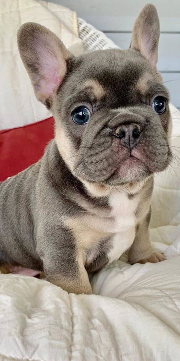 goofy ahh images to airdrop