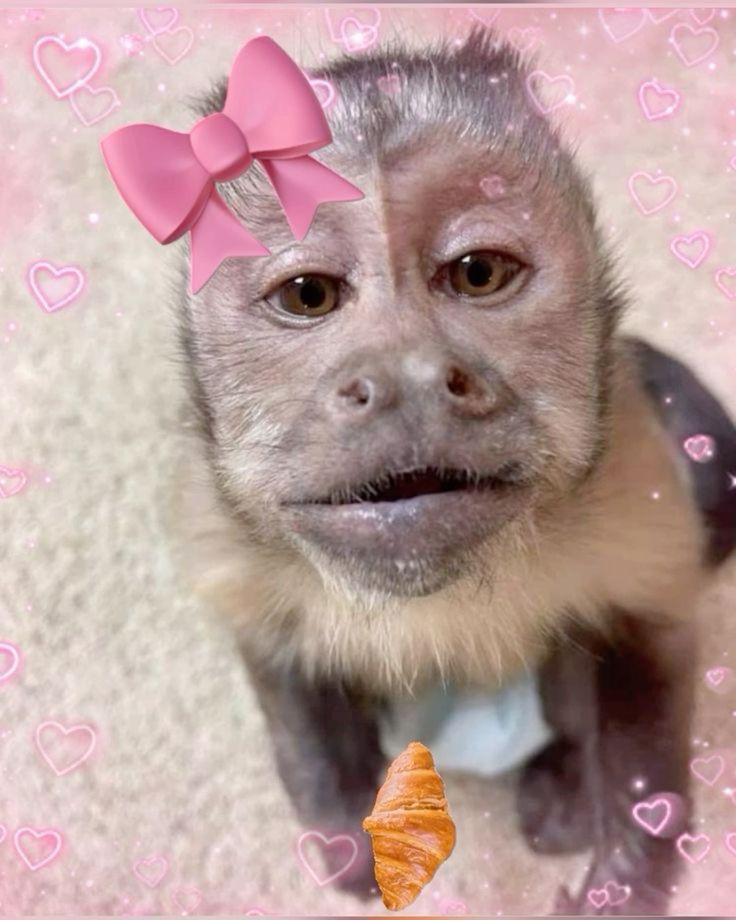 goofy ahh monkey wallpapers goofy ahh monkey wallpapers