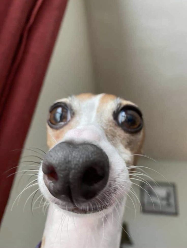 goofy ahh pictures apple