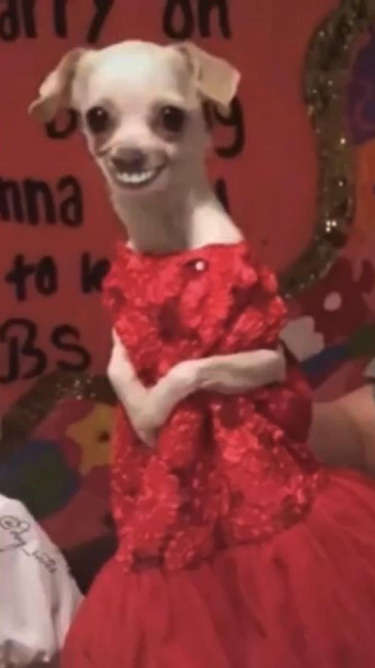 goofy ahh pictures cartoon