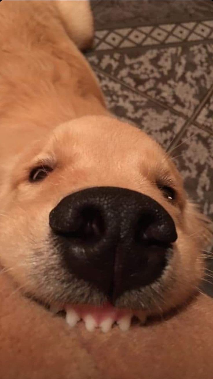 goofy ahh pictures cheese