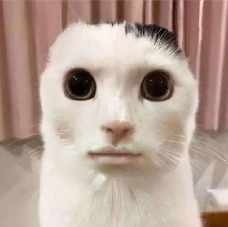 goofy cat anime