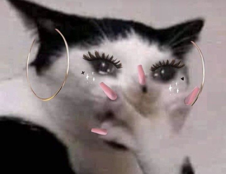 goofy cat pics