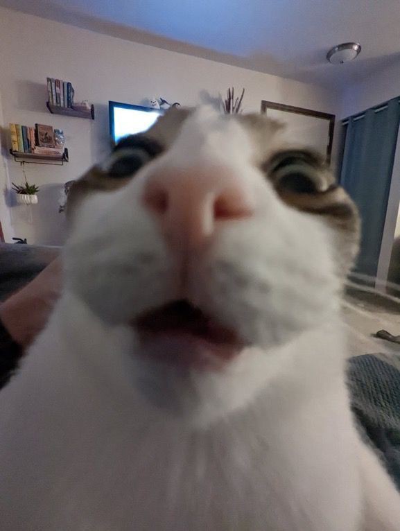 goofy cat profile pic
