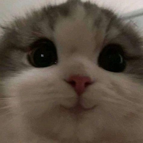goofy cat