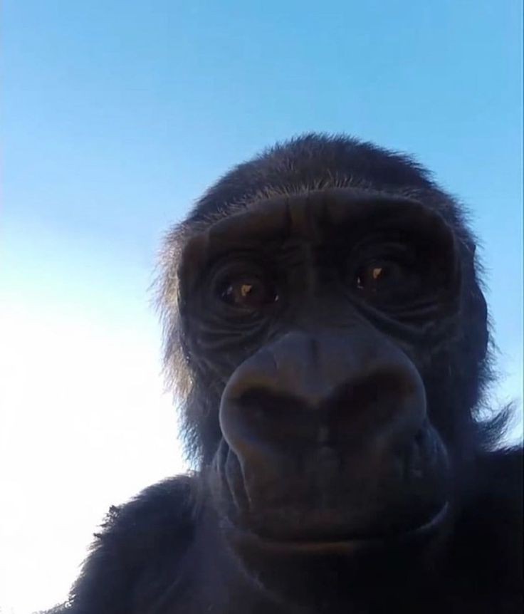 monkey goofy ahh monkey goofy ahh