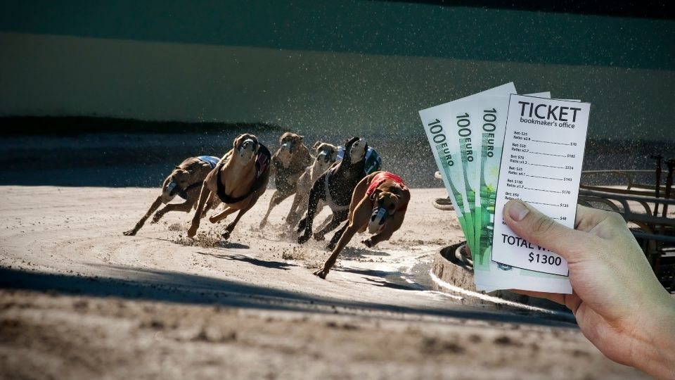 Greyhound Racing Betting – How To Understand And Analyze Races Internationally 1 tha casino