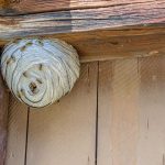Common Signs of Hidden Pest Activity Inside Walls and Attics